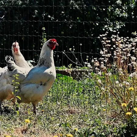 Bed & Breakfast D'hotes Maison Balady Bellenaves