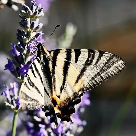 D'hotes Maison Balady Bed and breakfast